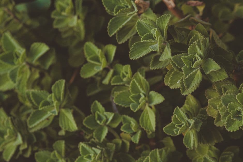Green botanical leaves for plant extraction