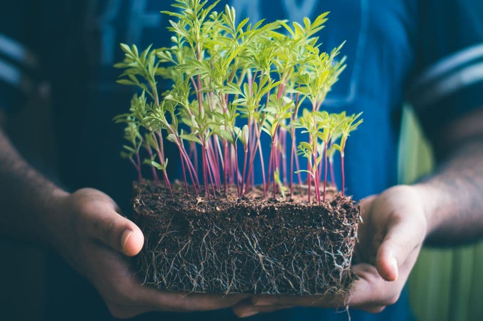 Farmer's hands with a seedling and soil